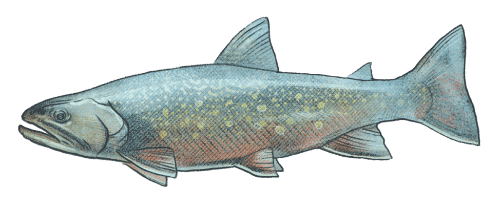 Pysoy Fish Preserving ecosystems